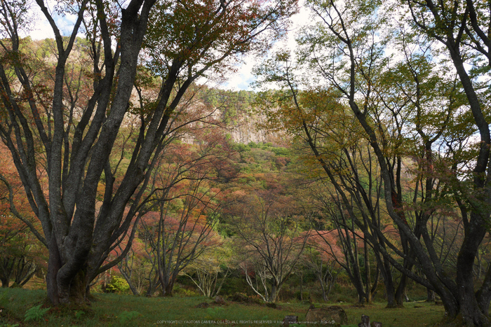 屏風岩公苑,紅葉(P1000175,F9,12mm,GM1S)2014yaotomi.jpg