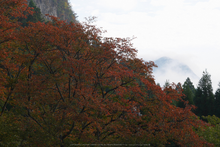 屏風岩公苑,紅葉(P1000205,F11,80mm,GM1S)2014yaotomi.jpg