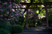 岡寺,石楠花(DSCF5724,F1.4,56)2014yaotomi_.jpg