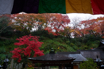 岡寺,紅葉(PB260031,12mm,F5.6,EM1)2014yaotomi_.jpg