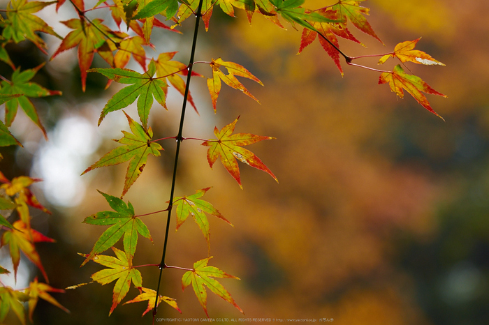 岡寺,紅葉(PB260043,73mm,F3.2,EM1)2014yaotomi_.jpg