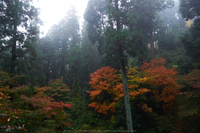 岡寺,紅葉(PB260053,12mm,F6.3,EM1)2014yaotomi_.jpg