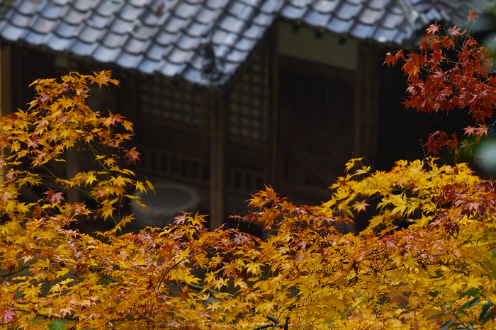 岡寺,紅葉(PB260072,150mm,F4.5,EM1)2014yaotomi_.jpg