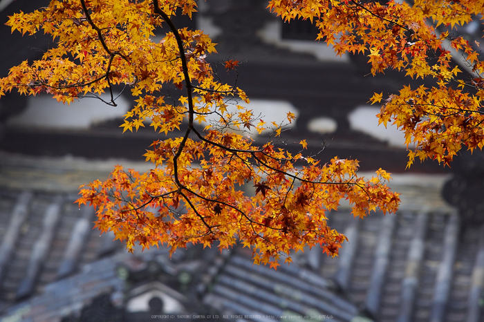 岡寺,紅葉(PB260078,150mm,F3.5,EM1)2014yaotomi_.jpg