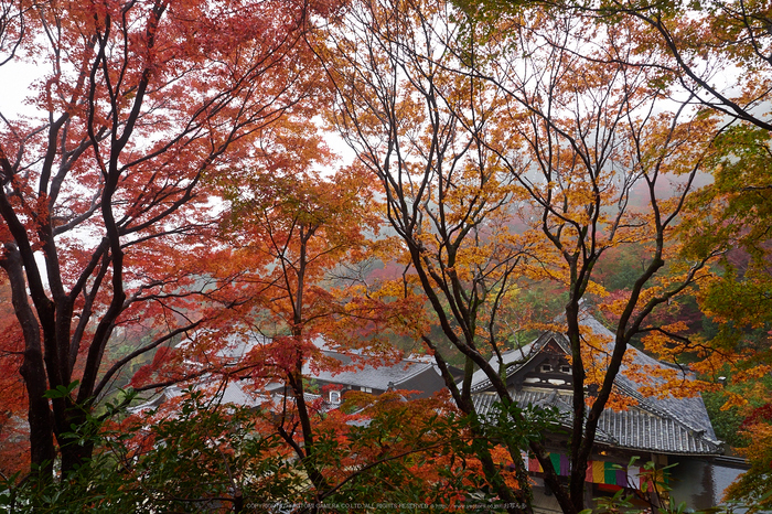 岡寺,紅葉(PB260082,12mm,F5,EM1)2014yaotomi_.jpg