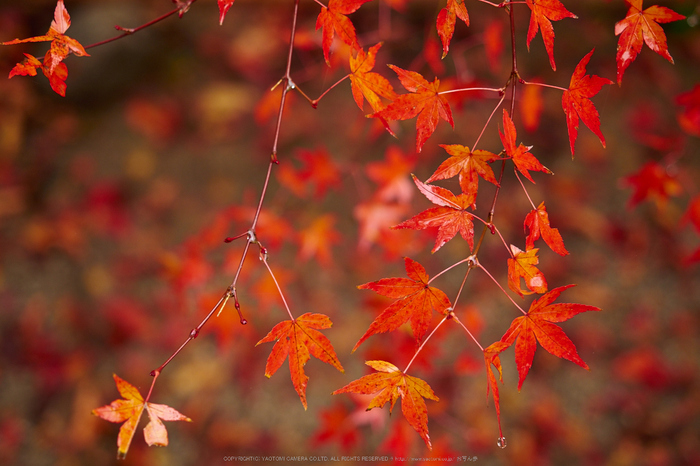 岡寺,紅葉(PB260089,40mm,F2.8,EM1)2014yaotomi_.jpg