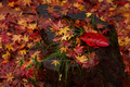 岡寺,紅葉(PB260104,64mm,F2.8,FULL)2014yaotomi_.jpg