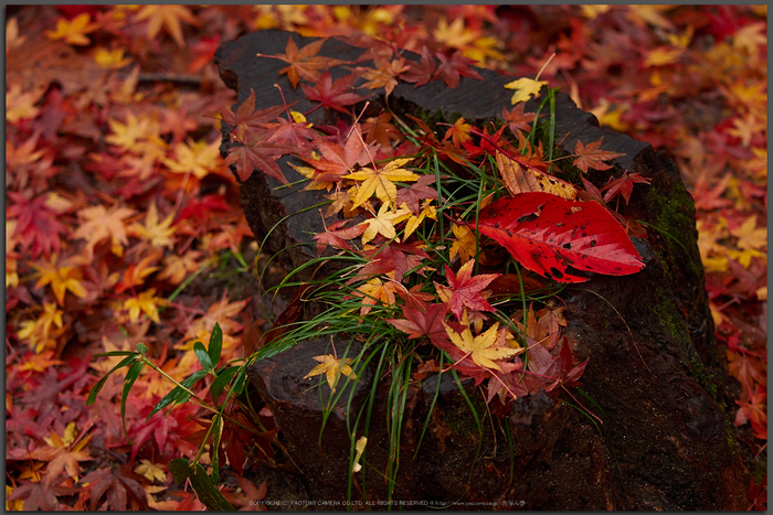 岡寺,紅葉(PB260104,Top)2014yaotomi_.jpg