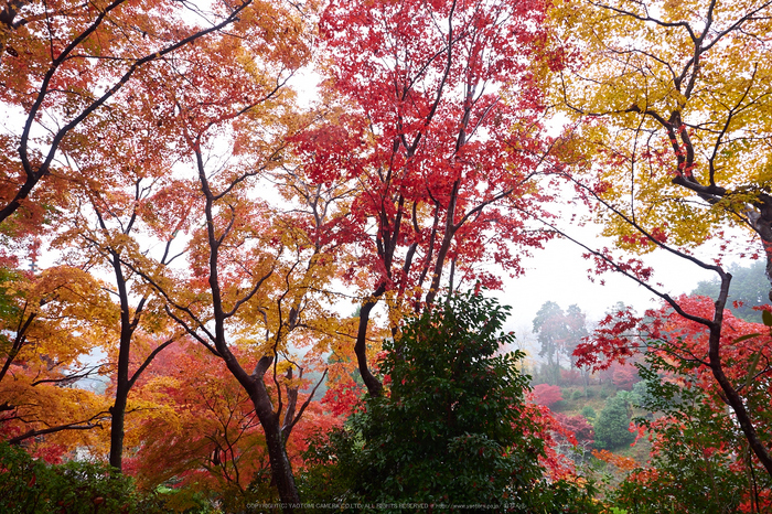 岡寺,紅葉(PB260111,12mm,F5,EM1)2014yaotomi_.jpg