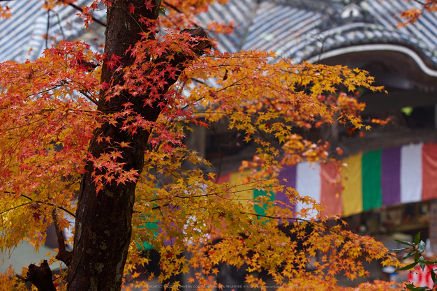 岡寺,紅葉(PB260114,73mm,F3.5,EM1)2014yaotomi_.jpg