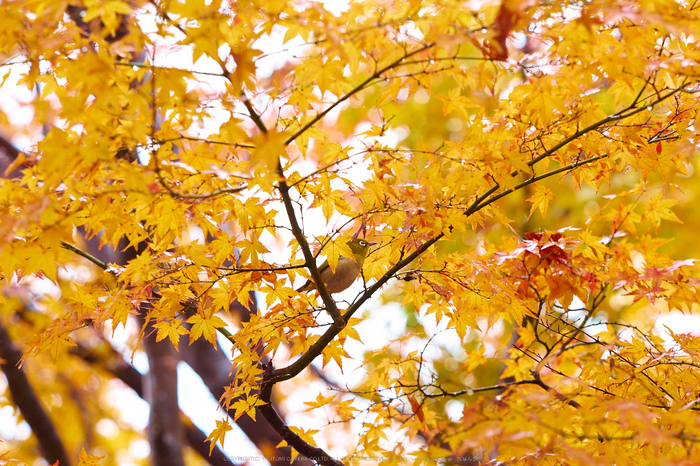 岡寺,紅葉(PB260122,106mm,F3.5,EM1)2014yaotomi_.jpg