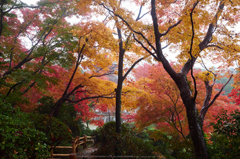 岡寺,紅葉(PB260139,17mm,F5.6,EM1)2014yaotomi_.jpg