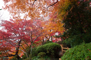 岡寺,紅葉(PB260146,12mm,F5,EM1)2014yaotomi_.jpg