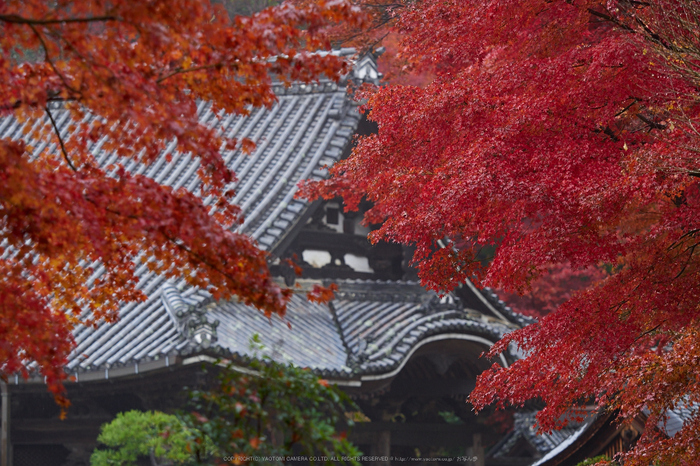 岡寺,紅葉(PB260148,100mm,F3.2,EM1)2014yaotomi_.jpg