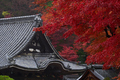 岡寺,紅葉(PB260153,82mm,F3.2,FULL)2014yaotomi_.jpg