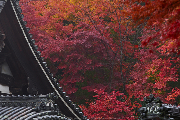 岡寺,紅葉(PB260169,135mm,F5,EM1)2014yaotomi_.jpg