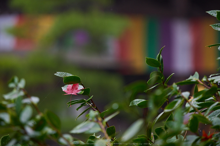 岡寺,紅葉(PB260173,150mm,F2.8,EM1)2014yaotomi_.jpg