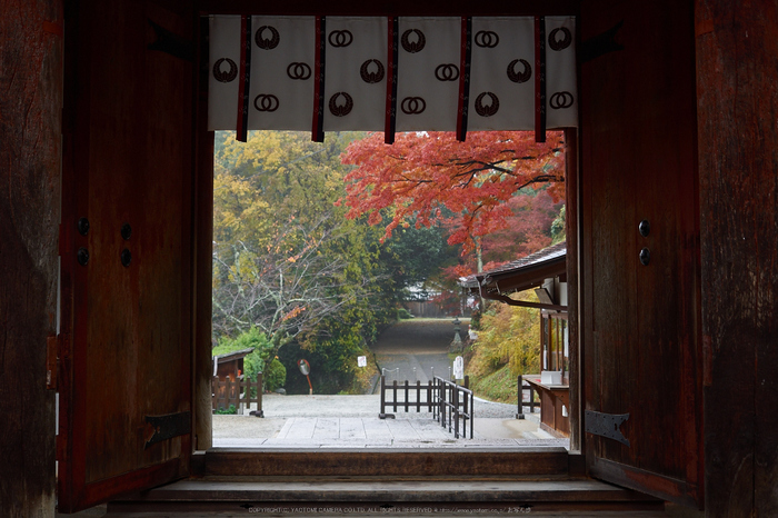 岡寺,紅葉(PB260198,26mm,F2.8,EM1)2014yaotomi_.jpg