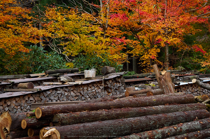 峰定寺,紅葉(PB050326,40mm,F4.5,EM1)2014yaotomi.jpg