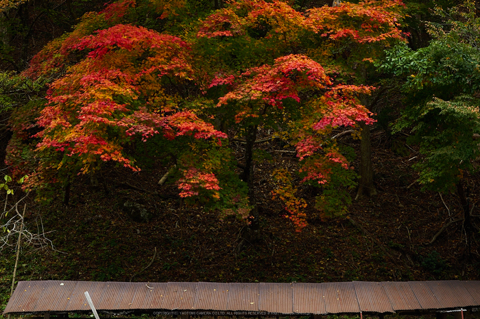 峰定寺,紅葉(PB050328,36mm,F4.5,EM1)2014yaotomi.jpg