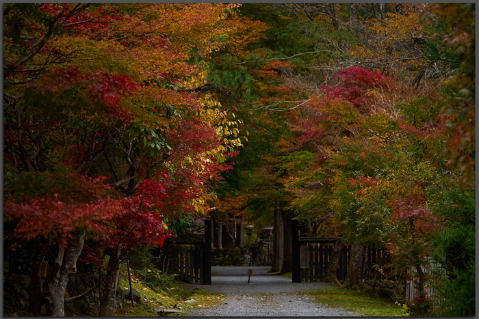 峰定寺,紅葉(PB050332,Top)2014yaotomi.jpg