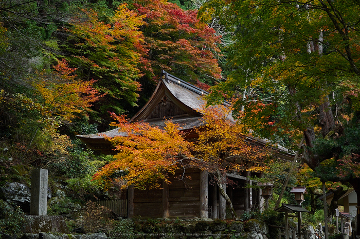 峰定寺,紅葉(PB050342,25mm,F5,EM1)2014yaotomi.jpg