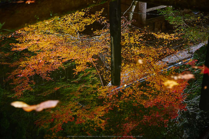 峰定寺,紅葉(PB050349,30mm,F4,EM1)2014yaotomi.jpg