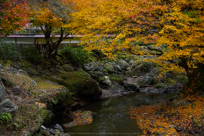 峰定寺,紅葉(PB050356,40mm,F4,EM1)2014yaotomi.jpg