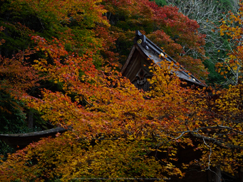 峰定寺,紅葉(PB050367,32mm,F7.1,EM1)2014yaotomi (1) .jpg