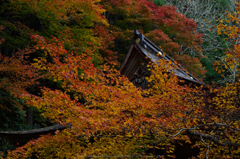 峰定寺,紅葉(PB050367,32mm,F7.1,EM1)2014yaotomi (2) .jpg