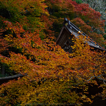 峰定寺,紅葉(PB050367,32mm,F7.1,EM1)2014yaotomi (3) .jpg