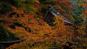 峰定寺,紅葉(PB050367,32mm,F7.1,EM1)2014yaotomi.jpg