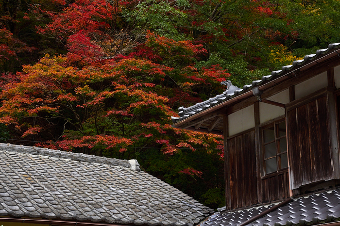 峰定寺,紅葉(PB050374,34mm,F5.6,EM1)2014yaotomi.jpg