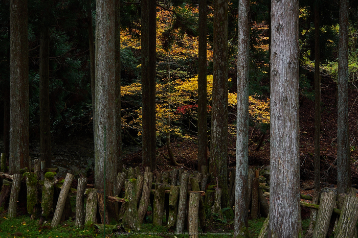 峰定寺,紅葉(PB050376,26mm,F2.8,EM1)2014yaotomi (1) .jpg