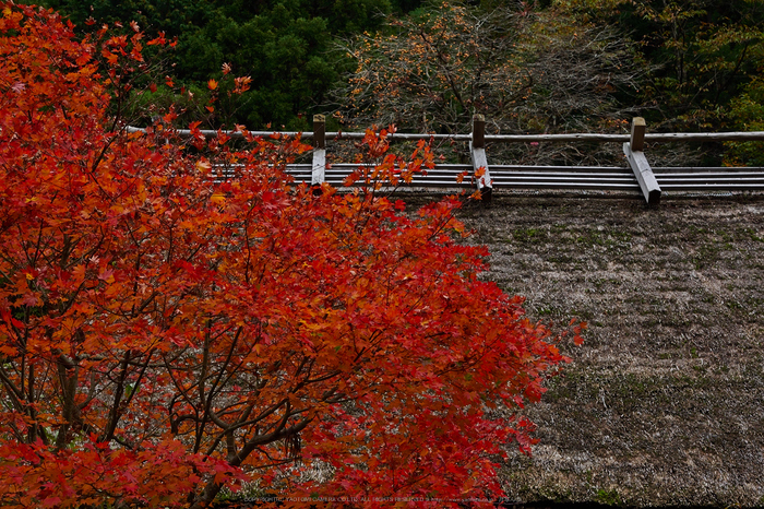 峰定寺,紅葉(PB050390,40mm,F9,EM1)2014yaotomi.jpg