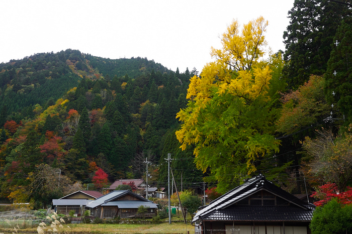 峰定寺,紅葉(PB050394,18mm,F9,EM1)2014yaotomi.jpg