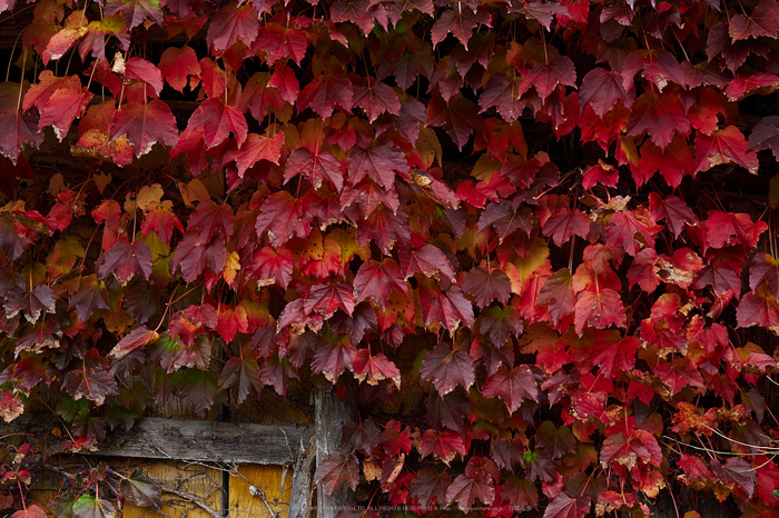 峰定寺,紅葉(PB050396,28mm,F5,EM1)2014yaotomi.jpg