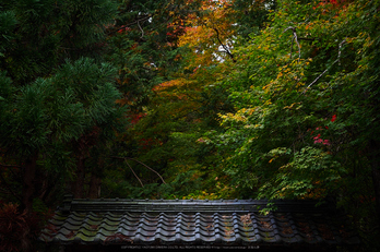 常照皇寺,紅葉(PB050275,36mm,F4.5,EM1)2014yaotomi.jpg