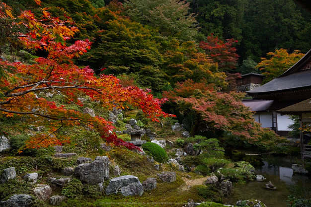 常照皇寺,紅葉(PB050293,13mm,F5,EM1)2014yaotomi.jpg