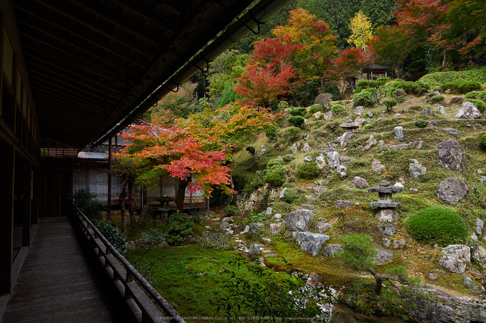 常照皇寺,紅葉(PB050298,12mm,F5.6,EM1)2014yaotomi.jpg