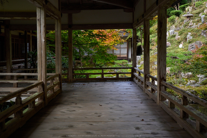 常照皇寺,紅葉(PB050308,19mm,F2.8,EM1)2014yaotomi.jpg