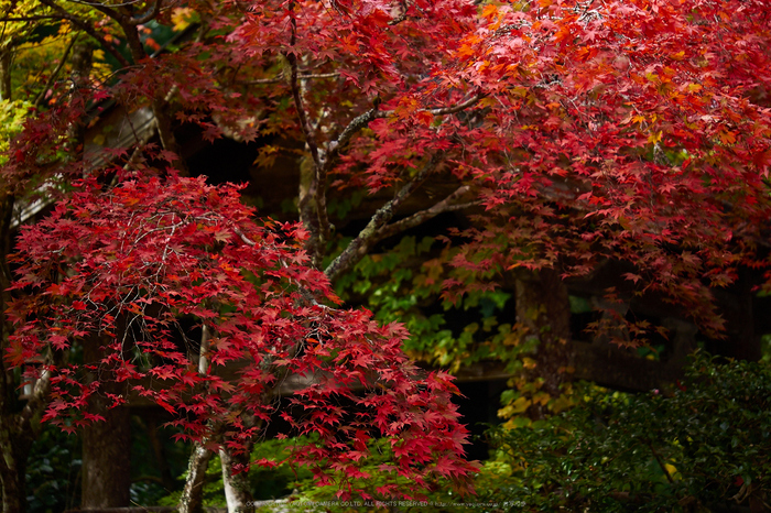 常照皇寺,紅葉(PB050318,80mm,F2.8,EM1)2014yaotomi.jpg