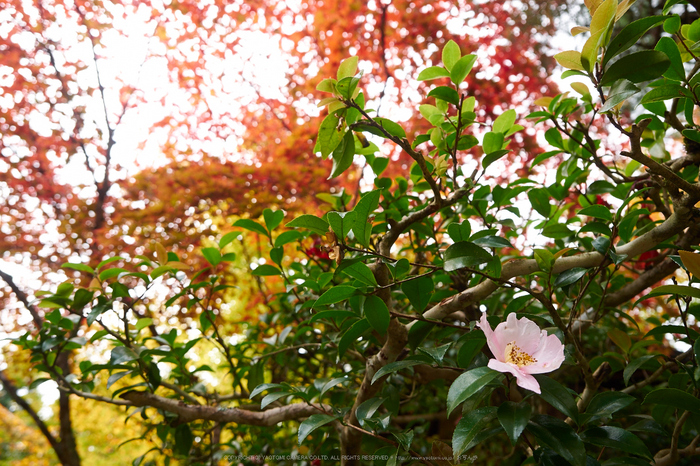 常照皇寺,紅葉(PB050321,14mm,F3.2,EM1)2014yaotomi.jpg