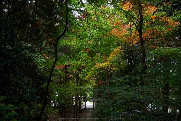 常照皇寺,紅葉(PB050323,24mm,F3.2,EM1)2014yaotomi.jpg