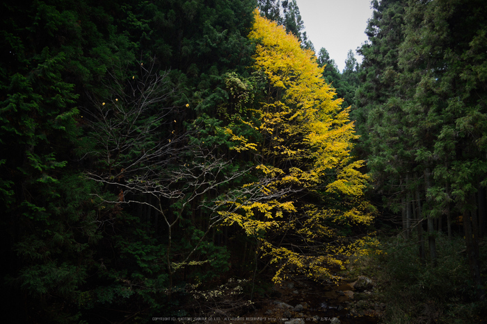 投石の滝,紅葉(DSC_1338,24mm,F4,D750)2014yaotomi.jpg