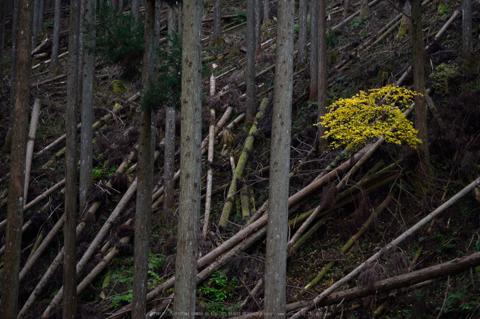 投石の滝,紅葉(DSC_1342,62mm,F4,D750)2014yaotomi.jpg