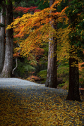 投石の滝,紅葉(DSC_1344,55mm,F5.6,FULL)2014yaotomi.jpg