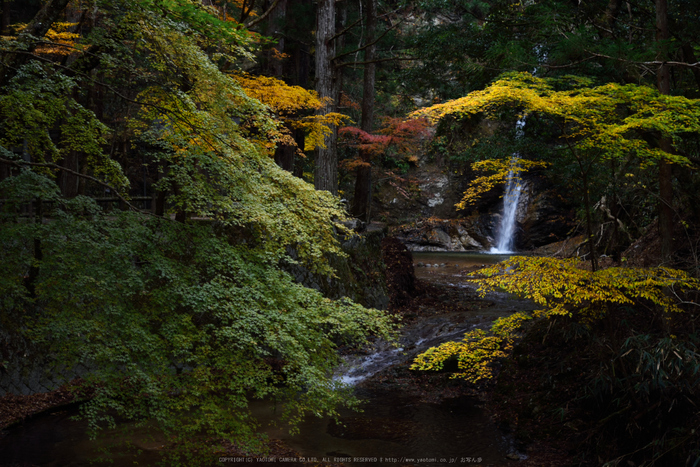 投石の滝,紅葉(DSC_1346,52mm,F5.6,D750)2014yaotomi.jpg