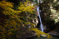 投石の滝,紅葉(DSC_1362,24mm,F7.1,FULL)2014yaotomi.jpg