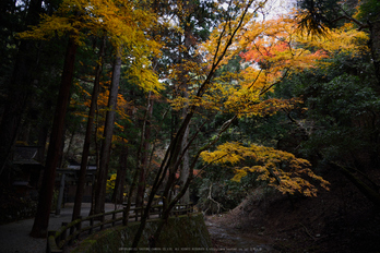 投石の滝,紅葉(DSC_1367,24mm,F6.3,D750)2014yaotomi.jpg